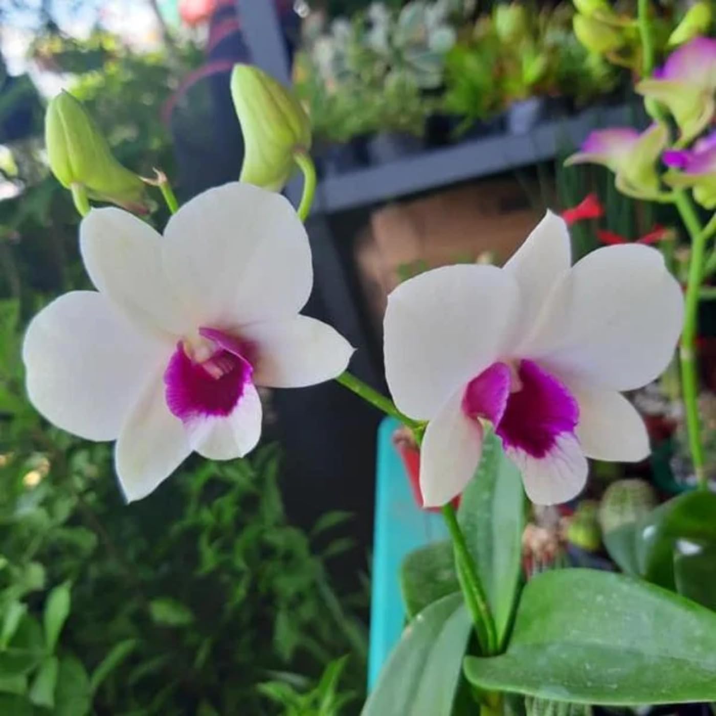 ROYAL LAND Rare Orchid Live Plants Seedling dendrobium Silky Spoon 1 Healthy Live Plant on Pot (B083JJFH2Q) Amazon Price History, Amazon Price Tracker