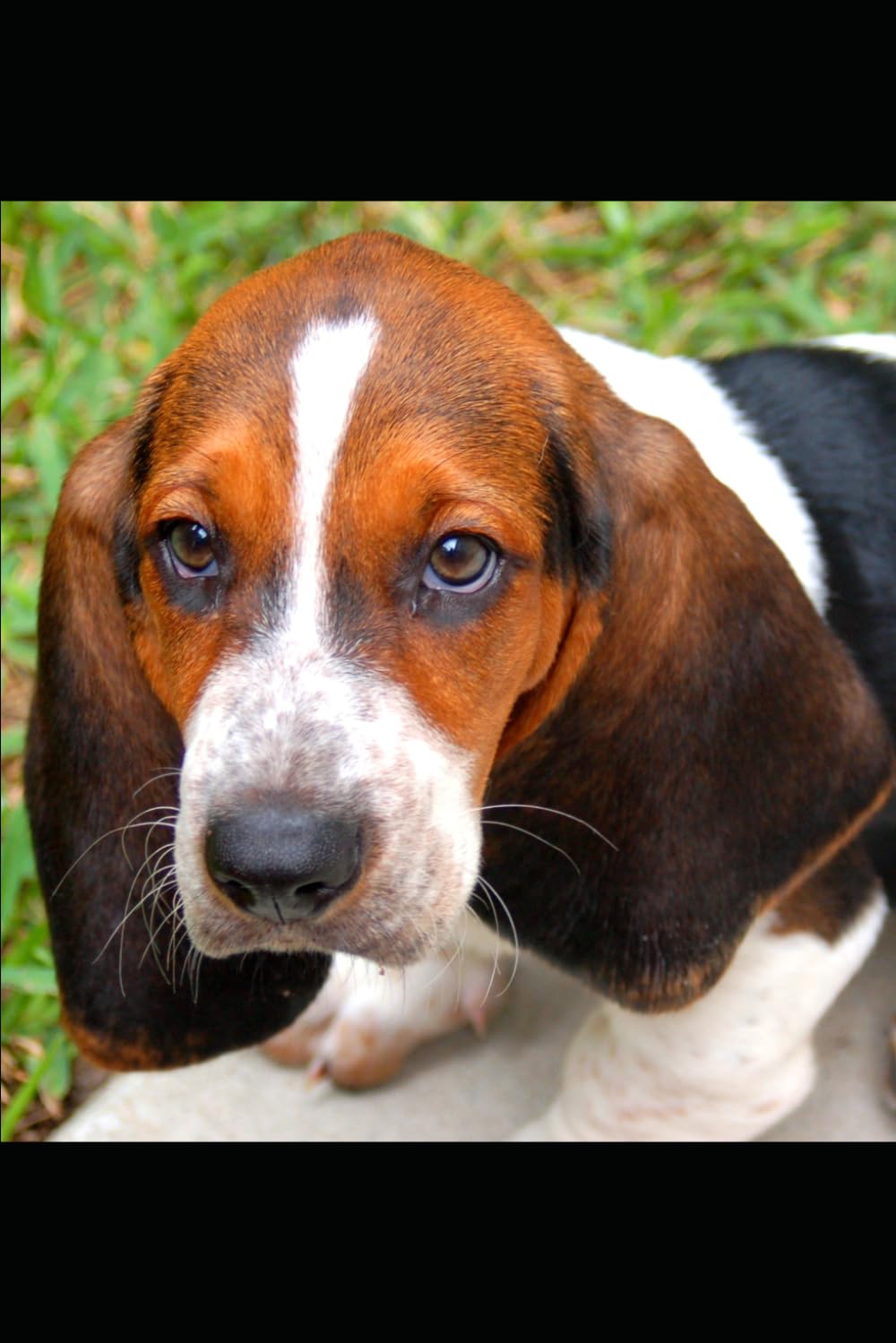Puppy Mastery: Raising a happy puppy.