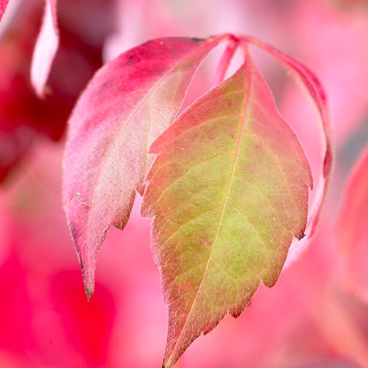 Bloomique - Set de 2 - Parthenocissus quinquefolia ‘Engelmannii’ - Parra virgen - Trepadora - Resistente al frío - 50-70 cm - Maceta 15 cm