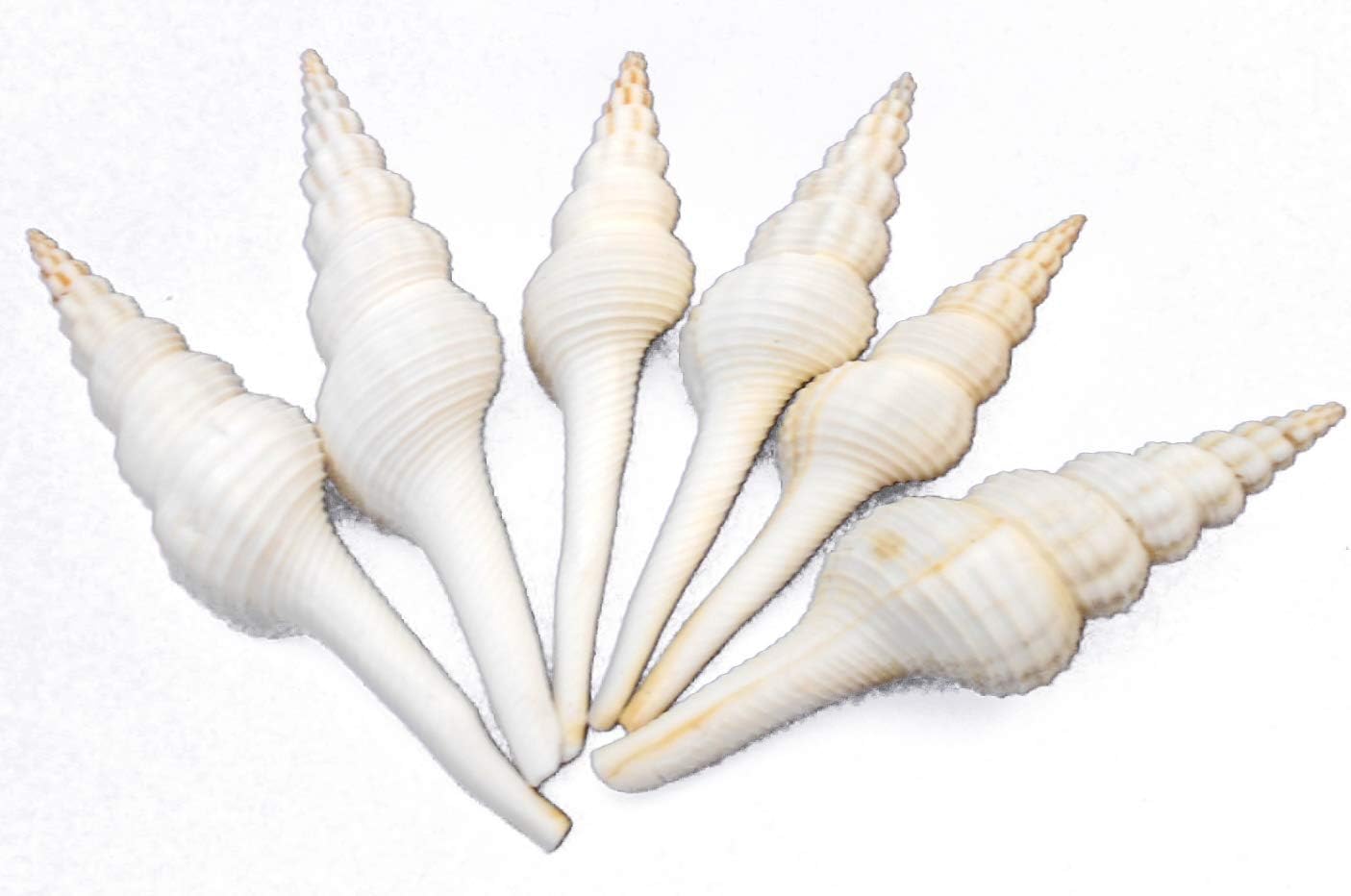 12 Beautiful White Spindle Shells 4-5" (Fusinus Colus) Seashells Beach Wedding Craft Hobby Aquarium