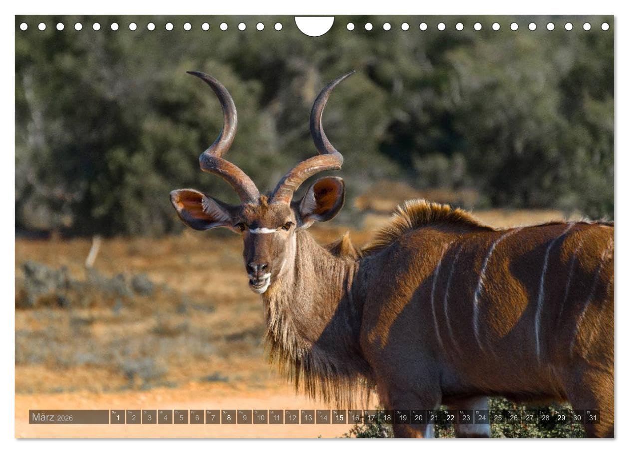 Südafrika - Die Tierwelt (Wandkalender 2026 DIN A4 quer), CALVENDO Monatskalender: 12 wunderschöne Tieraufnahmen aus Südafrika von dem Fotografen und Grafik-Designer Olaf Bruhn (CALVENDO Natur)