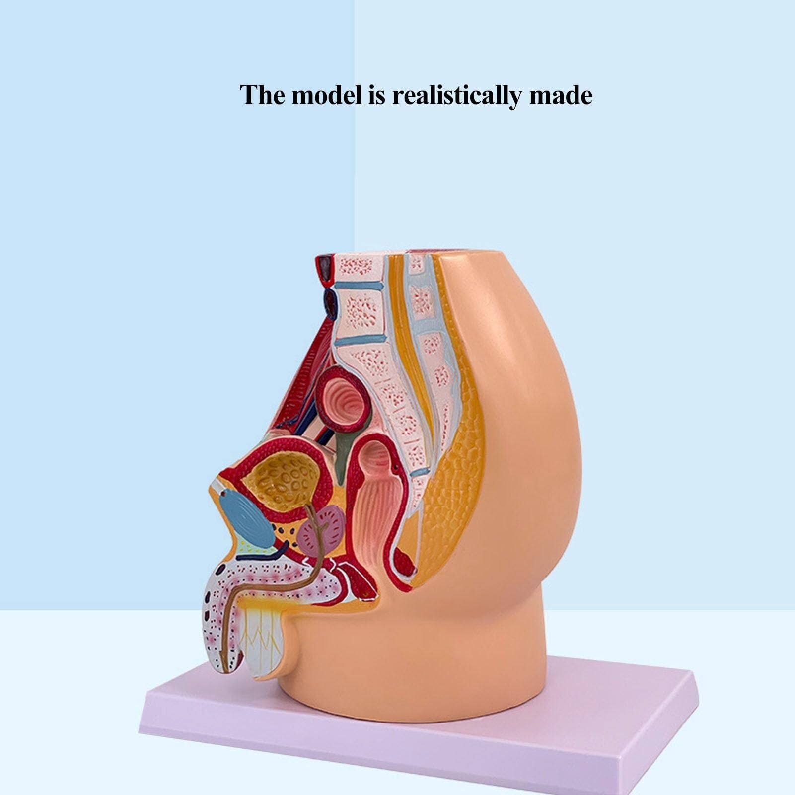 HEQIM Teaching Simulation Male and Female Pelvic Model, Teaching Model Tools, System Specimen sagittal Section Human Anatomy Model