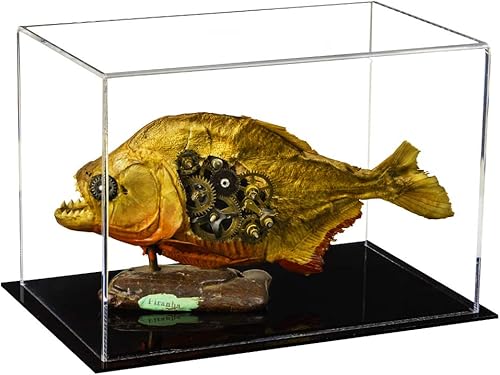 Vista 513 de Better Display Cases Versátil vitrina de acrílico transparente - Caja rectangular grande con base blanca 18" x 12" x 3" (BK09)