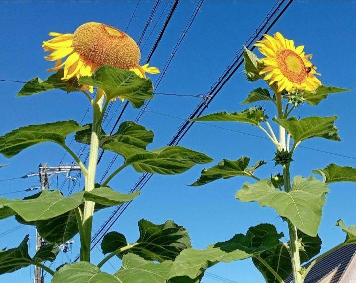 Amazon.co.jp: 巨大ひまわりの種 タイタンの種 10粒 大輪 種 たね