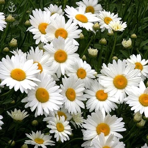 Miniatura 2 de Shasta Daisy - Semillas de flores de princesa plateada, paquete de 5000 semillas Seeds2Go