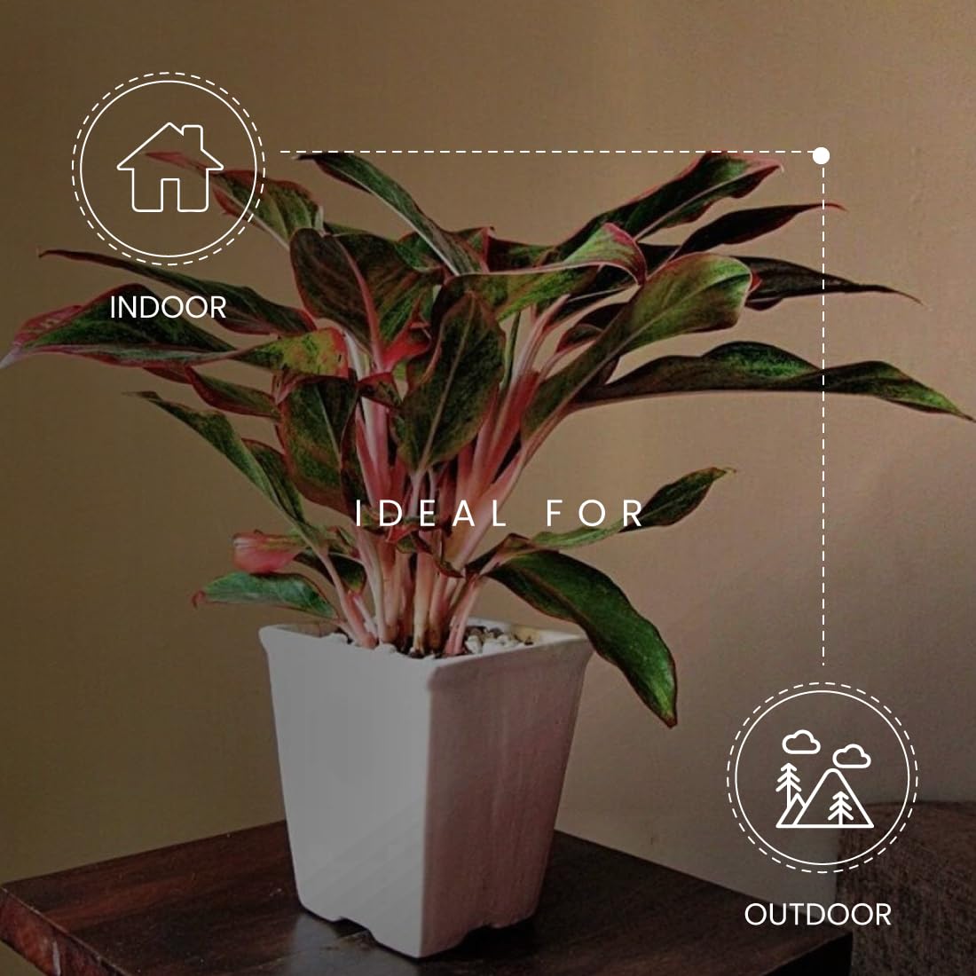 decorative succulent pots Succulent Pots, 7.9 Inch Long Rectangular Succulent Planters with Dra