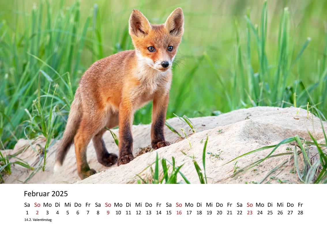 Edition Seidel Calendario Premium Fascinación Zorros 2025 Formato