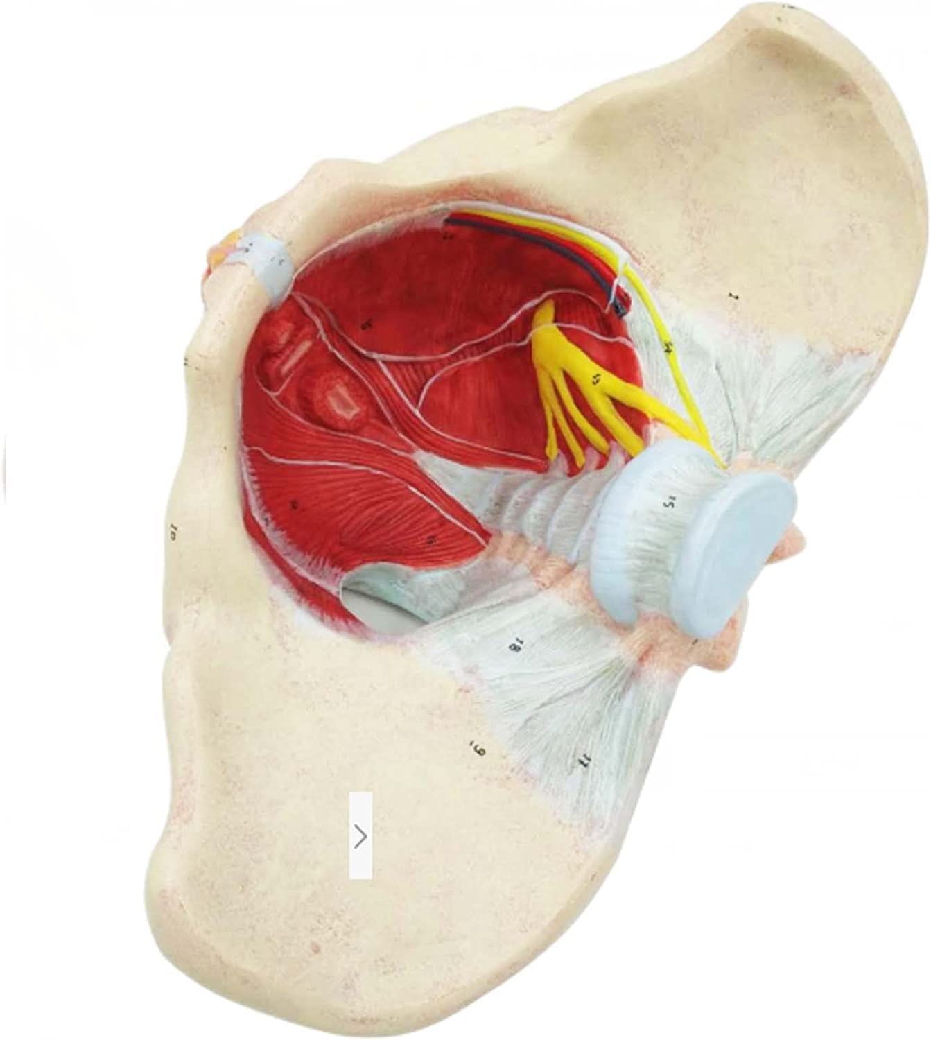Modelo de anatomía Humana Modelo de Pelvis Femenino con músculos del Piso pélvico 1: 1 Equipo de educación médica Humana Equipo de educación anatómica Enseñanza médica 20 * 30 * 20 cm