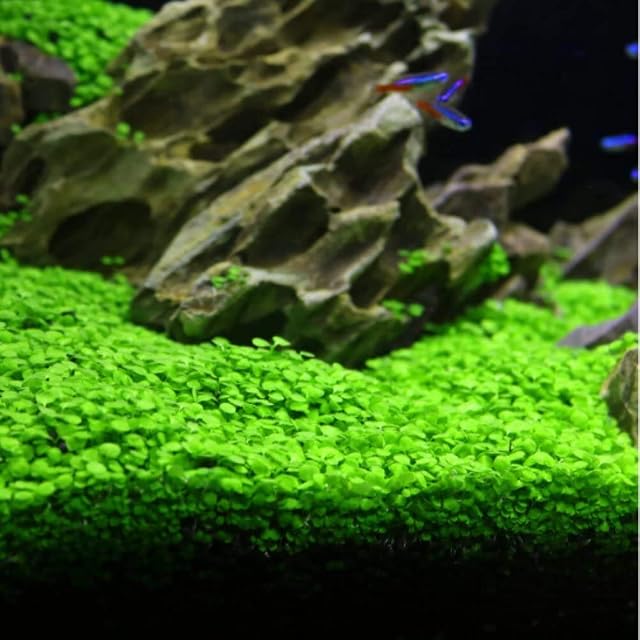 Foto 3 de 5 de Suministros para acuarios semillas de plantas acuáticas semillas de plantas suministros para acuarios mini…
