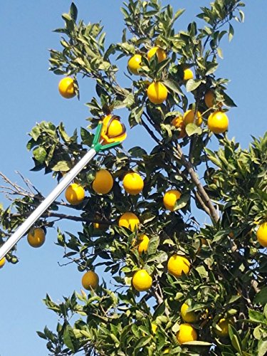 Jasper 54"-81" Aluminum 3 Sections Telescopic Fruit Tree Multi-Function Picker - Gentle Harvesting With No Bruising, Suitable For Various Fruits #TOP5