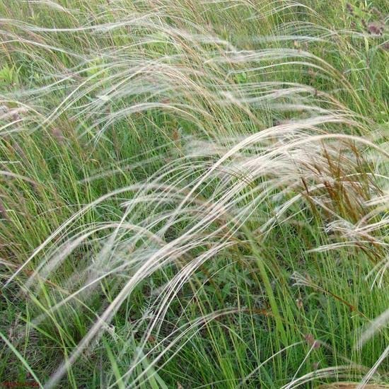 6x Flausch-Federgras - Stipa pennata - Topf 9x9cm - Filigranes Ziergras für Garten