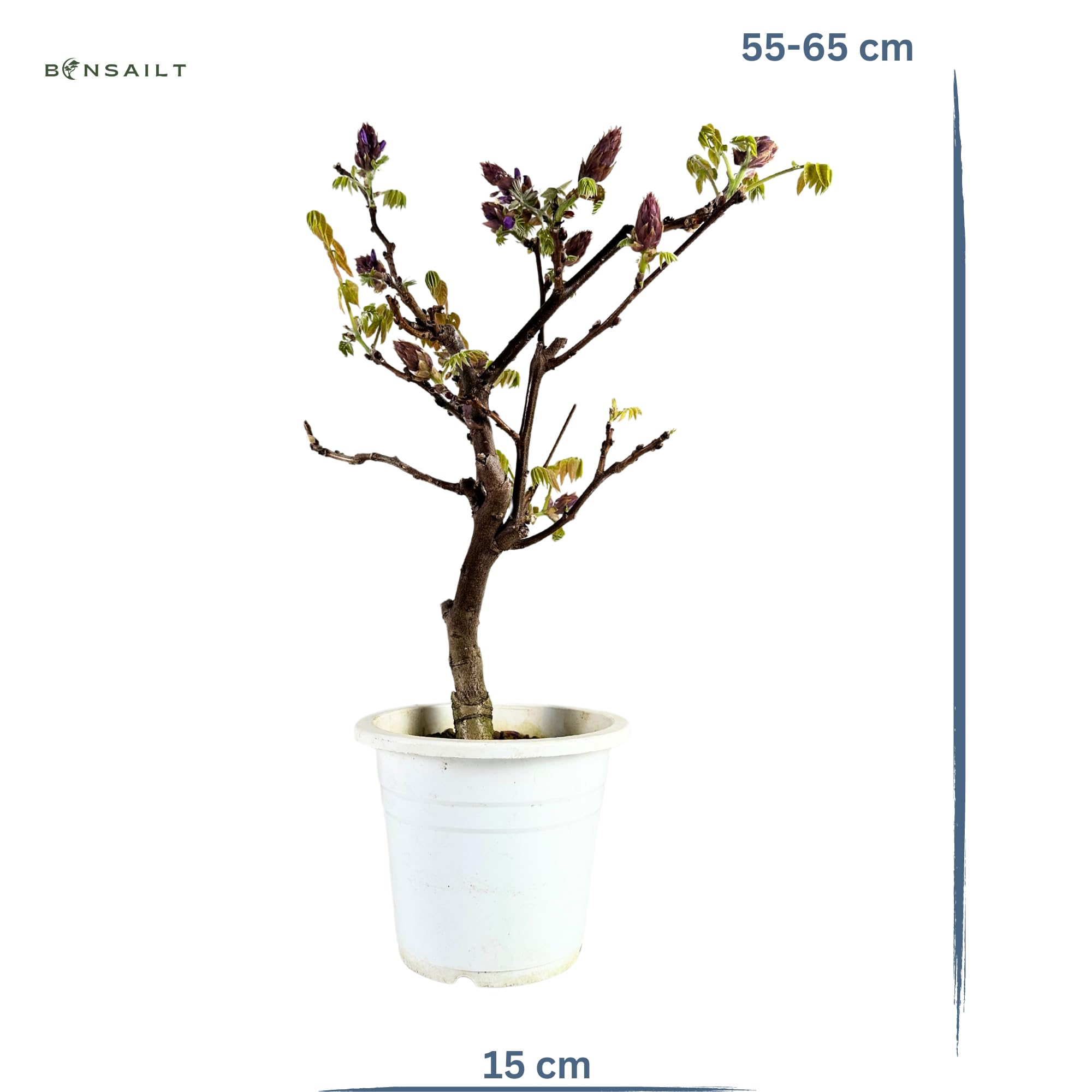 schneeball bonsai Japanese Snowbell Bonsai Tree – Bella Bonsai Nursery main image 1