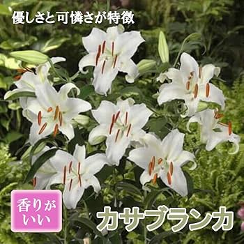 Amazon.co.jp: カサブランカ 球根 白 ホワイト 1球 オリエンタル Amazon.co.jp: カサブランカ 球根 白 ホワイト 1球 オリエンタル