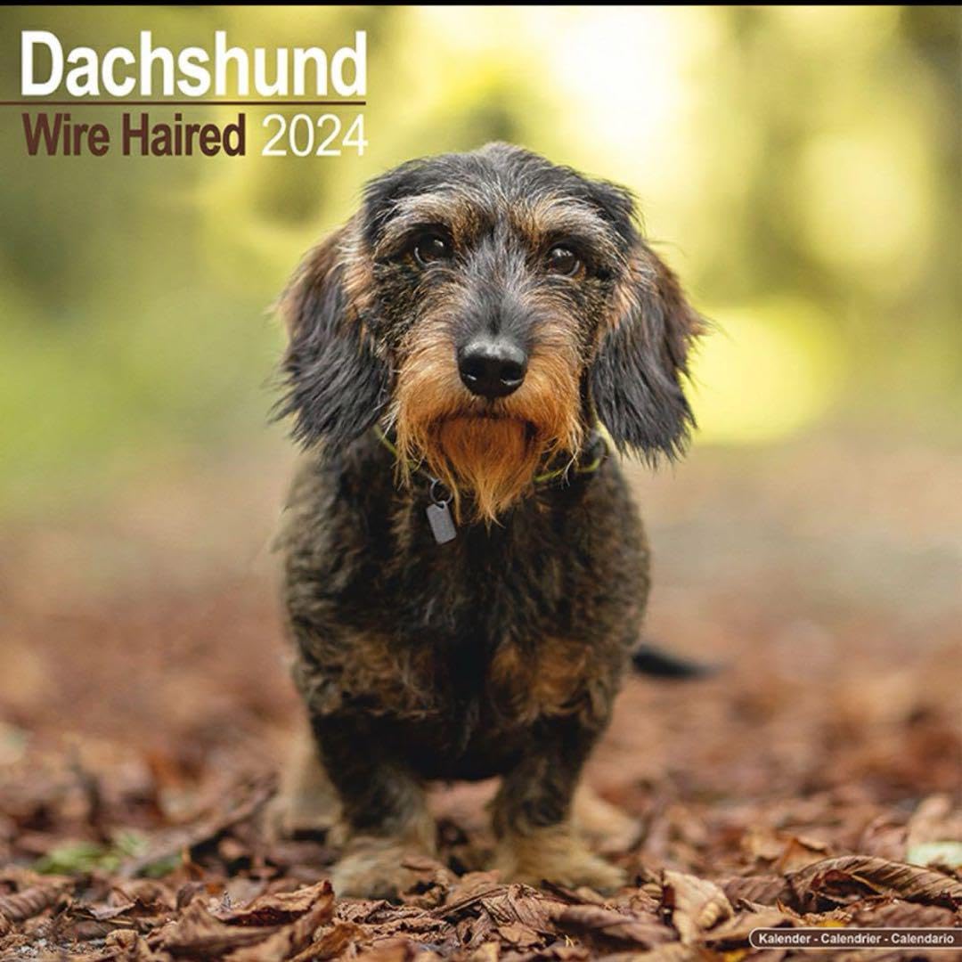 Amazon.co.jp: ダックスフンド ワイヤーヘアー 犬 2024年 輸入 月