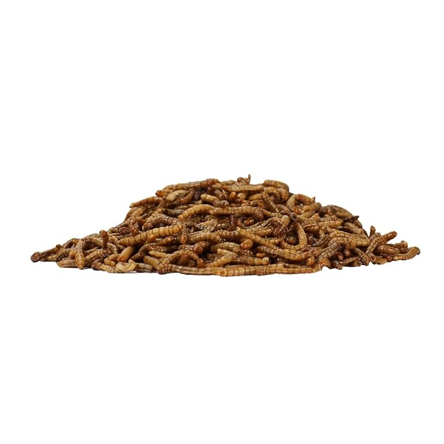 Foto 3 de 7 de Wormfeed 100 - Gusano Harina Premium 250 g - Larva de Tenebrio para Aves, Reptiles, Roedores, Peces