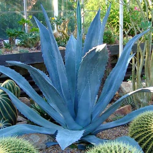 7"-8" Blue Agave Plant Live Indoor Outdoor Succulent For Planting #TOP3