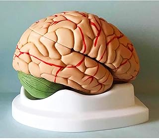 Human Brain 10-Piece Anatomical Model， Disassembled Anatomical Human Brain Model Medical Teaching tooluseful SaiFei