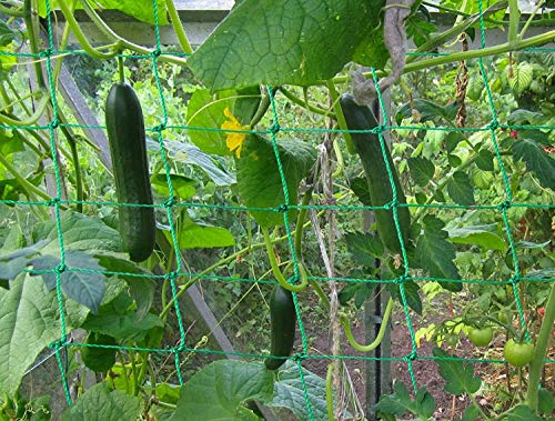 Trellis Netting for Climbing Plants - Heavy Duty Garden Trellis Netting for Cucumber, Vine, Fruits & Vegetables Tomato Plants Trellis Net, Climbing Vining Plants (1-Pack 32.8' x 6.6'Ft) by Miuezuth - Image 6