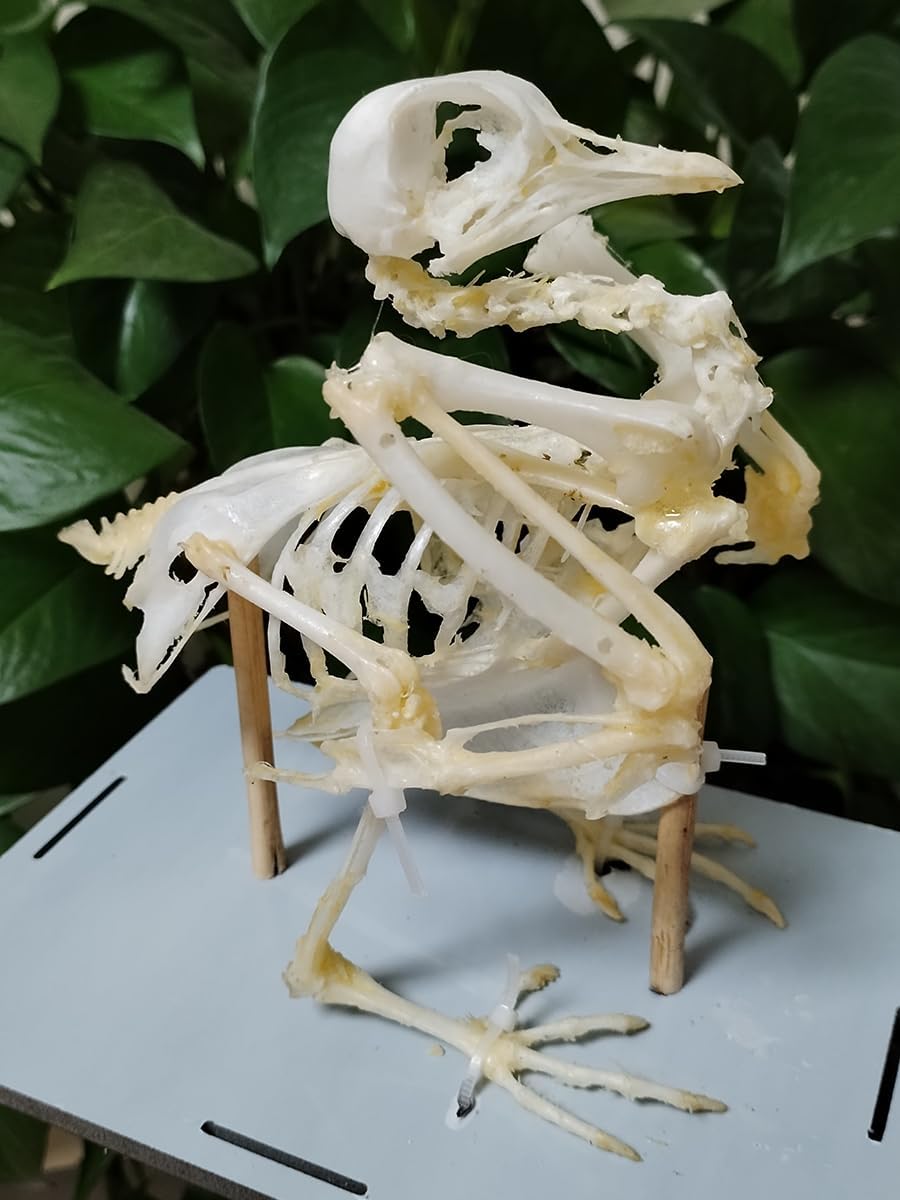 Real Animal Skeleton, Natural Animal Taxidermy Bone, Animal Specimens for Collectibles Home Decoration (Pigeon Skeleton)