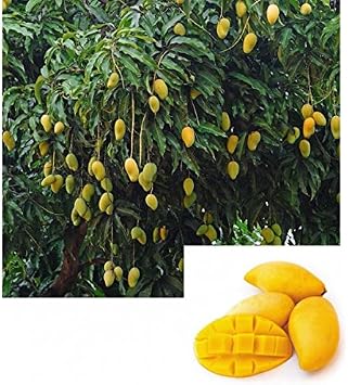 NAM Doc Mai Mango Tree - 2 to 3 Feet Tall - Ship in 3 Gal Pot