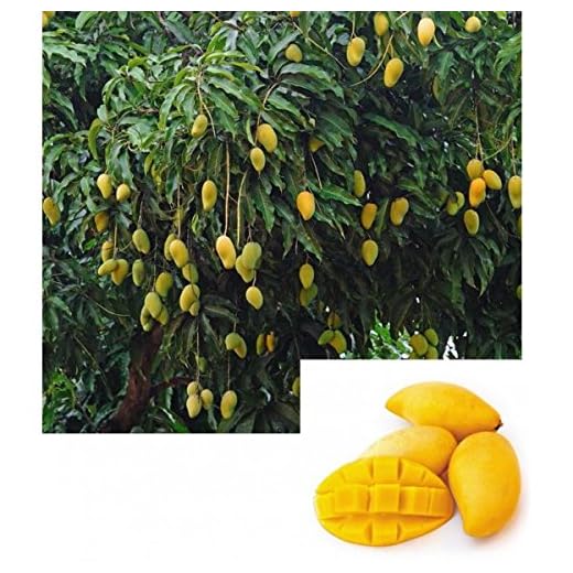 9EzTropical - NAM Doc Mai Mango Tree - 2 to 3 Feet Tall - Ship in 3 Gal Pot