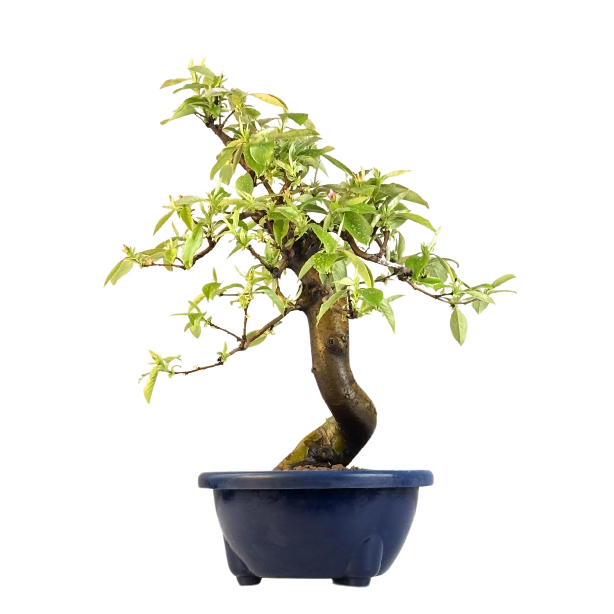 Chinesische Quitte Bonsai – Pseudocydonia sinensis – Outdoor Bonsai Baum – Blühender & Fruchttragender Bonsai – Premium Qualität