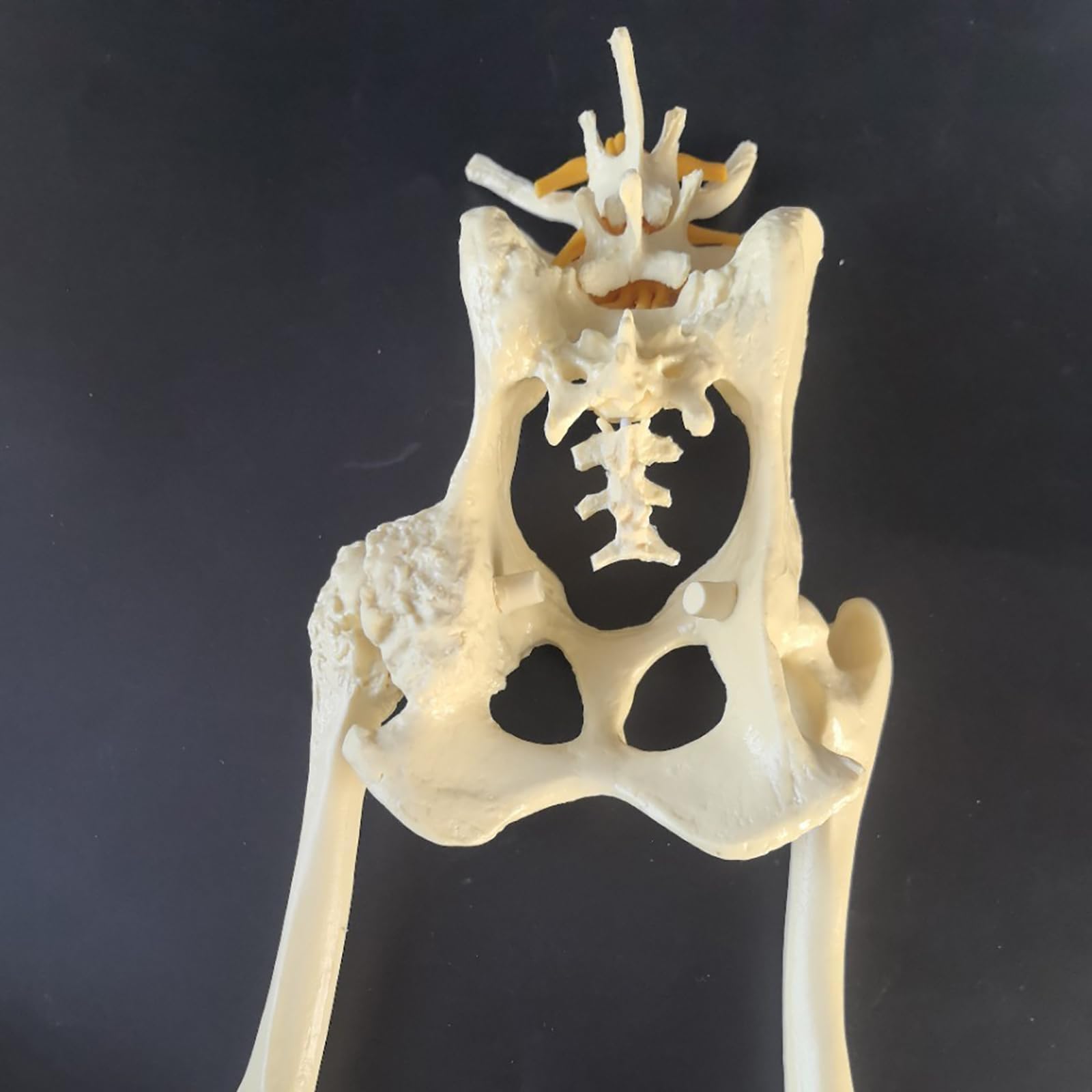 COYEUX Model szkieletu bioder i kości udowej, anatomiczny wzór stawu biodrowego psa, weterynaryjny model anatomiczny do nauczania w klasie, kolekcja laboratoryjna
