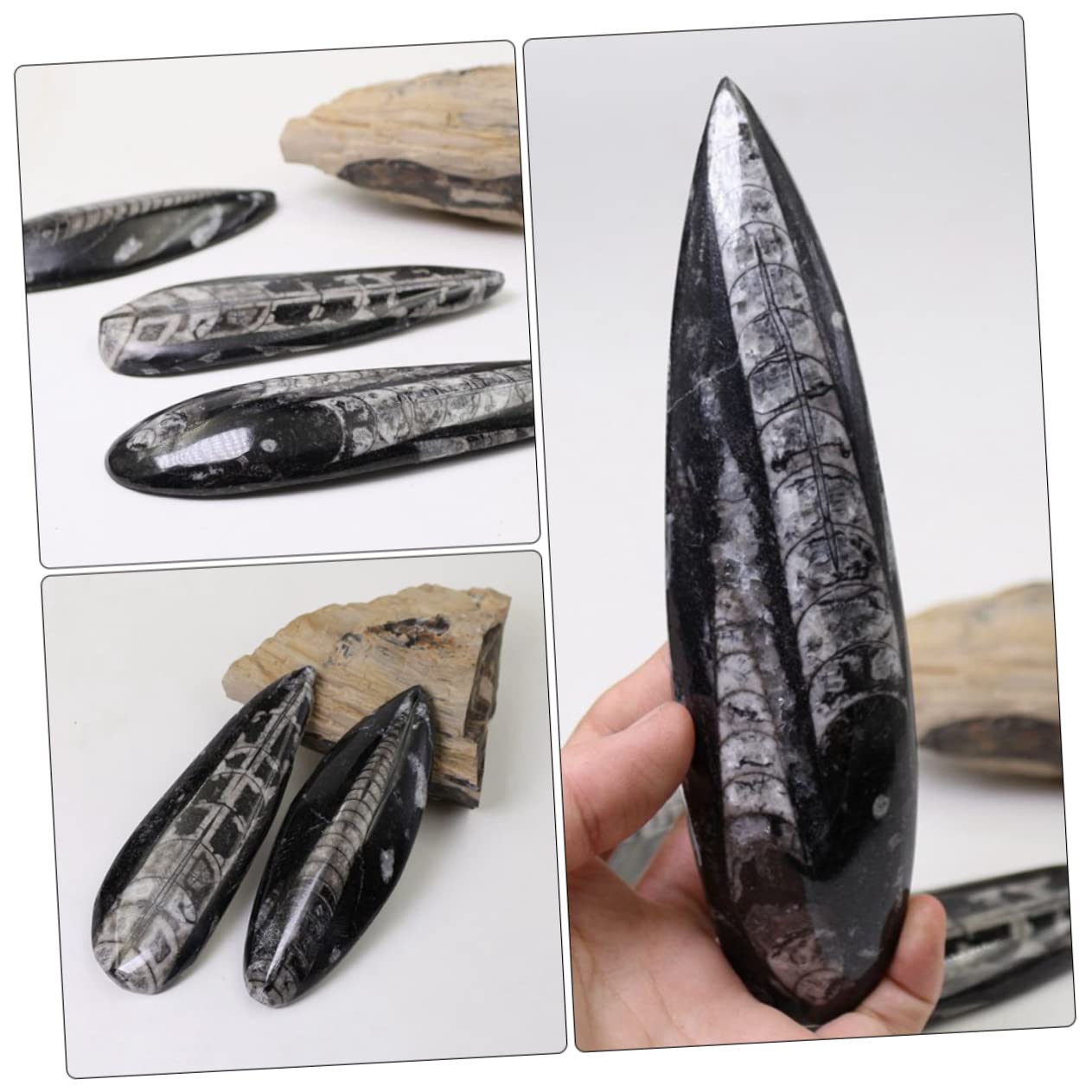 TOYANDONA Campione Fossile Orthoceras Paleo-oceano Naturale per Educazione Scientifica e Decorazione da Scrivania, Materiale Didattico per Paleontologia e Giocattolo Educativo per Ragazzo