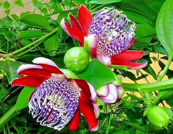 Amazon.com : 10 Seeds Giant Granadilla Seeds | Passiflora