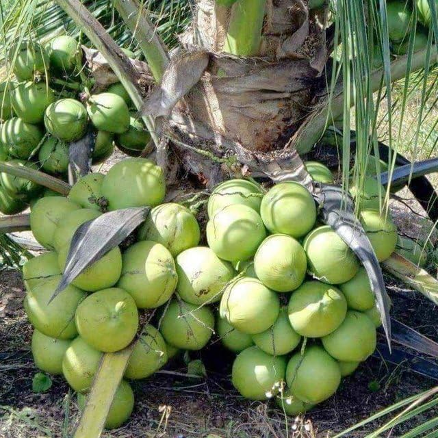 Ganga Bondam Coconut Tree Plant Hybrid Rare Healthy Live Plant For Home Garden Plant Height 1.5-2.5 Feet Size Dwarf Green Yellow (fruit After 2-3 Years)-image-20
