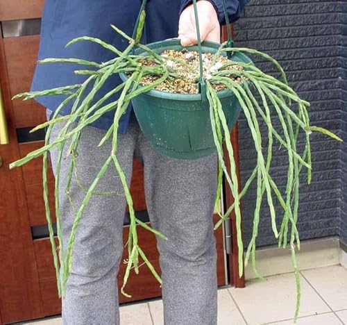 観葉植物 サボテン 7号」の人気商品一覧 | 安い商品を通販サイトから