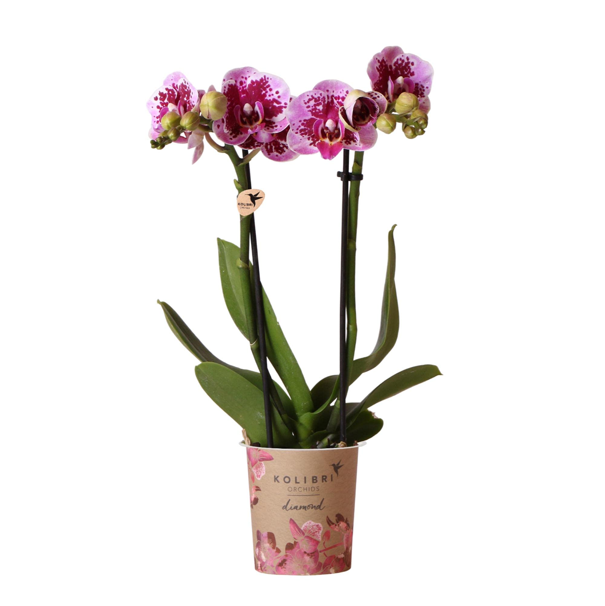 KOLIBRI Orchids | Rosa lila Phalaenopsis Orchidee - El Salvador Topfgröße Ø9cm blühende Zimmerpflanze frisch vom Züchter, 9.0