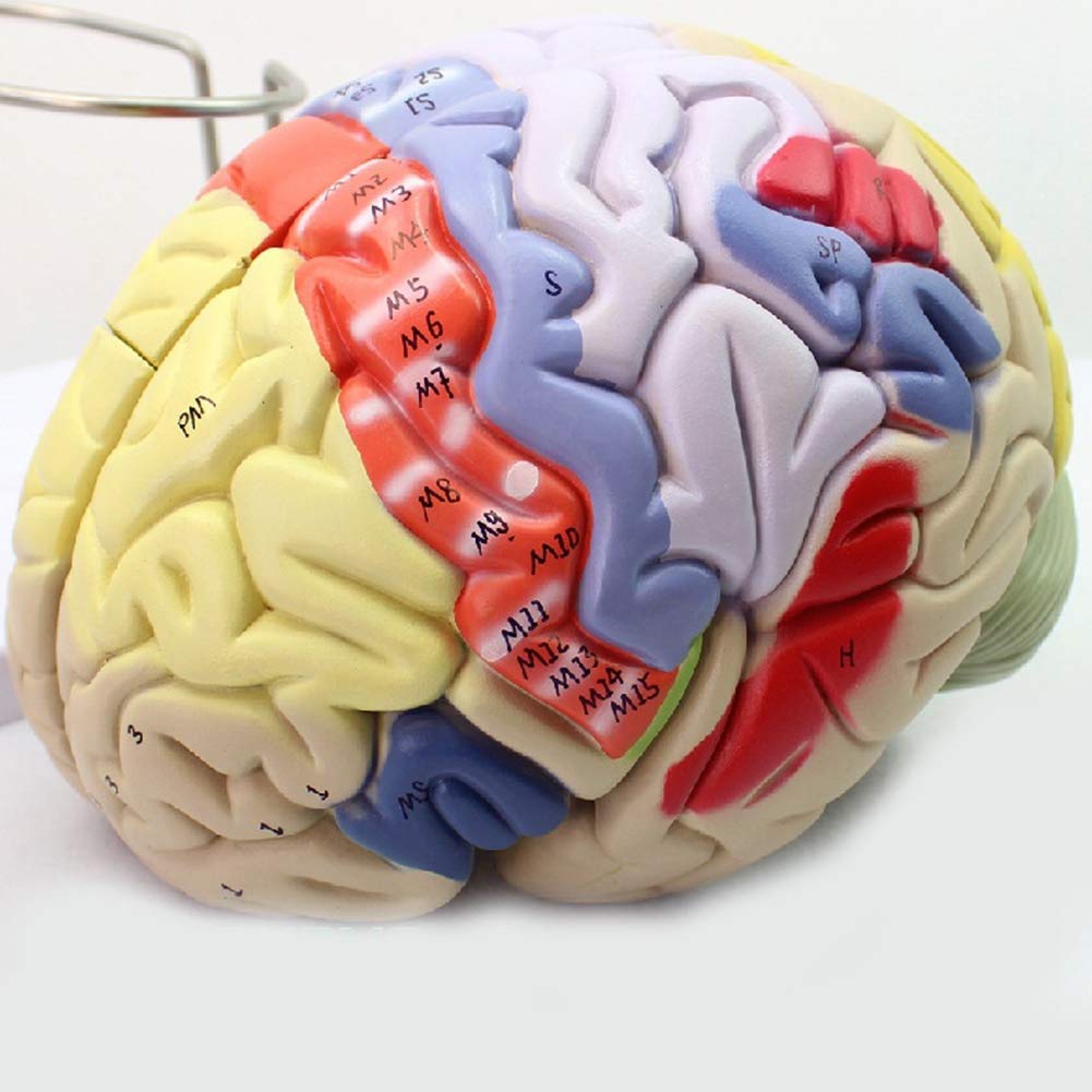 Amazon.com: CUIYMXSC Learning Human Brain Model, 2X Life-Size