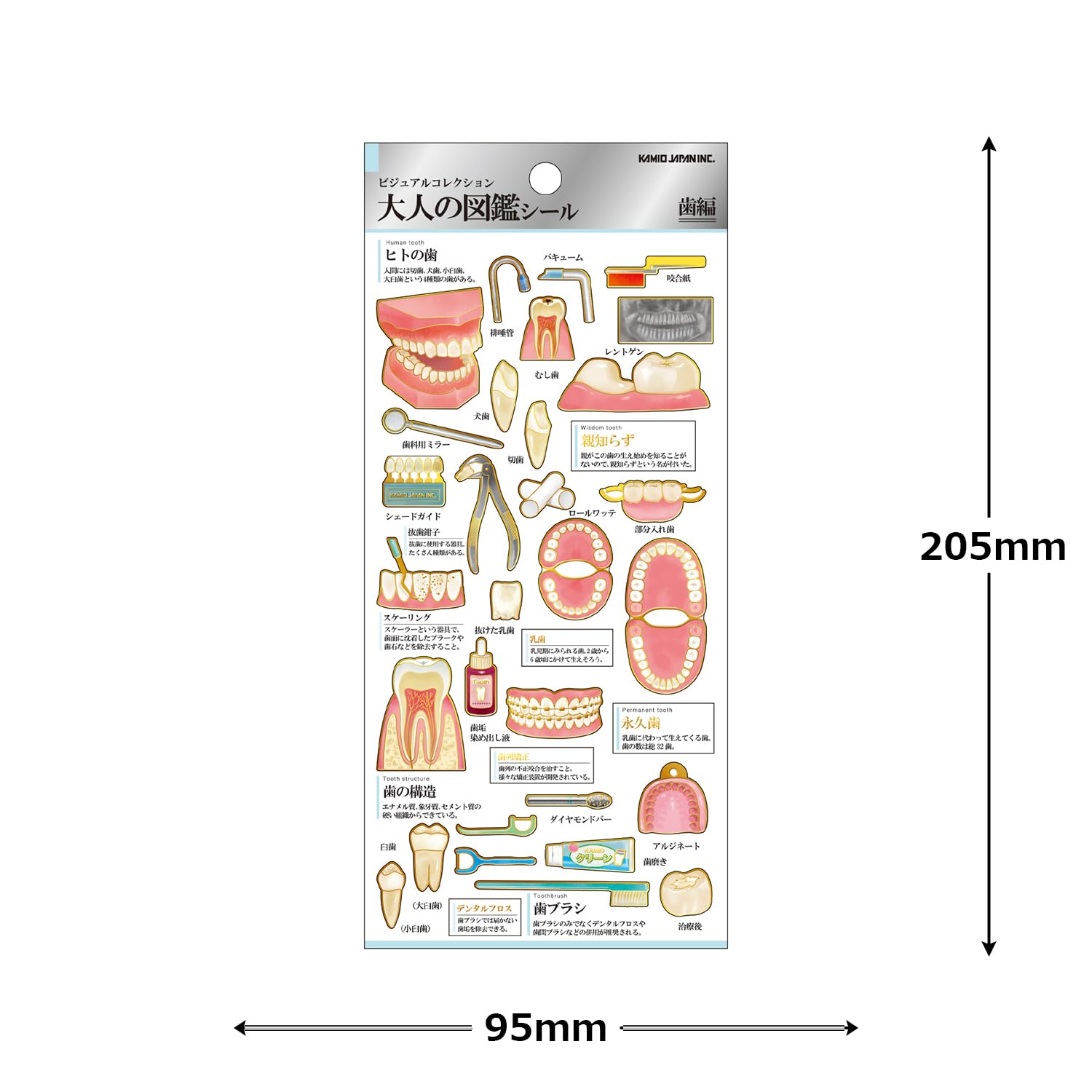 Amazon | カミオジャパン ステッカー 大人の図鑑シール 歯 224587
