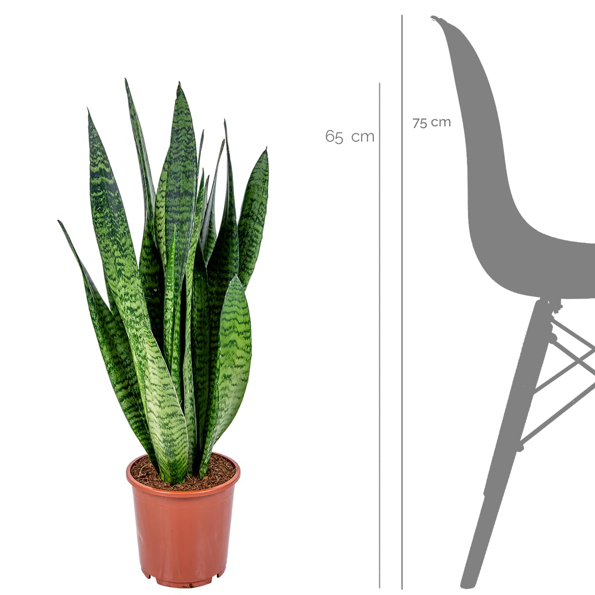 Bloomique - Set di 2 - Sansevieria Zeylanica - Lingua di Suocera - Pianta da Interno - Purifica l’Aria - Molto Facile da Curare - Alte 50-70 cm - Vaso 17 cm