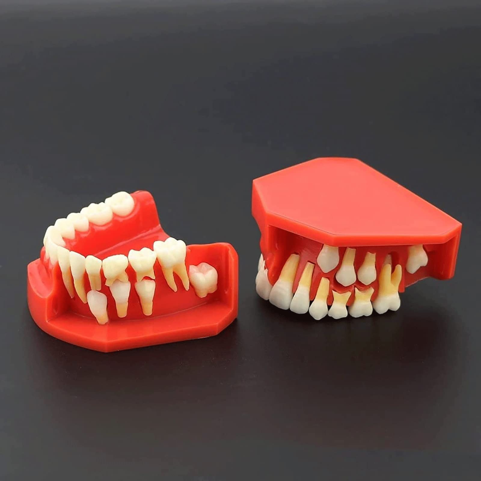 Modelli di Insegnamento Dentale, Modello di Dimostrazione Dentale per Denti Rimovibili per Malattie Dentali Modello per La Cura dei Denti Dentali per Bambini di 9-12 Anni