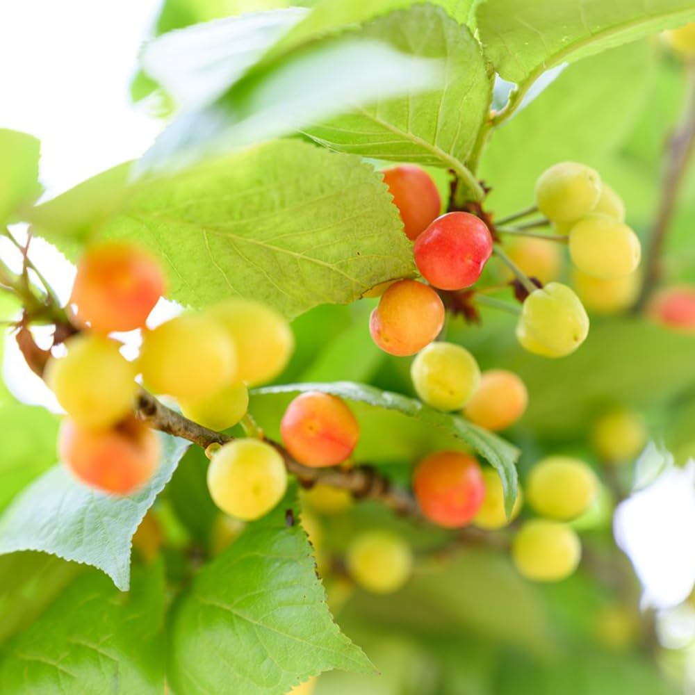 55x Kirschsamen – Alte Sorten, Winterharter Chilenischer Kirschbaum, Ideal Als Balkonpflanze, Bonsai Oder Säulenobst, Für Garten Und Topfkultur, Geschenk Für Hobbygärtner 55x Kirschsamen – Alte Sorten, Winterharter Chilenischer Kirschbaum, Ideal Als Balkonpflanze, Bonsai Oder Säulenobst, Für Garten Und Topfkultur, Geschenk Für Hobbygärtner