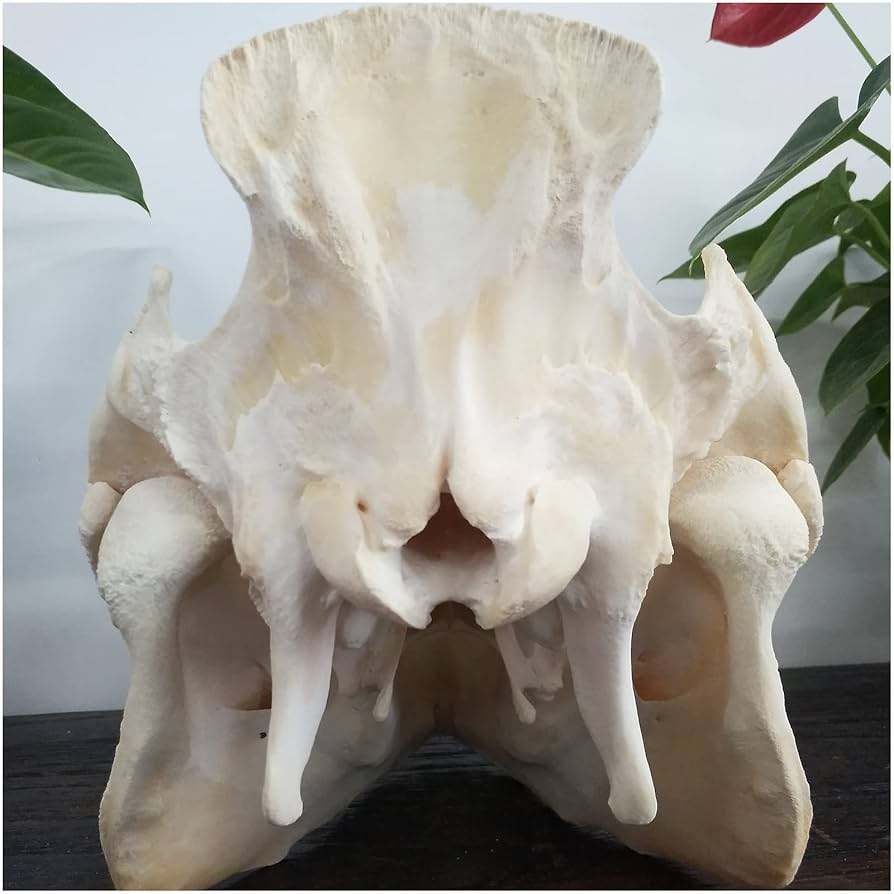 【本物】仔豚　全身骨格標本　豚　骨格標本　骨　標本　頭蓋骨　頭骨　生き物 61VqcwGpVcL._AC_UF894,