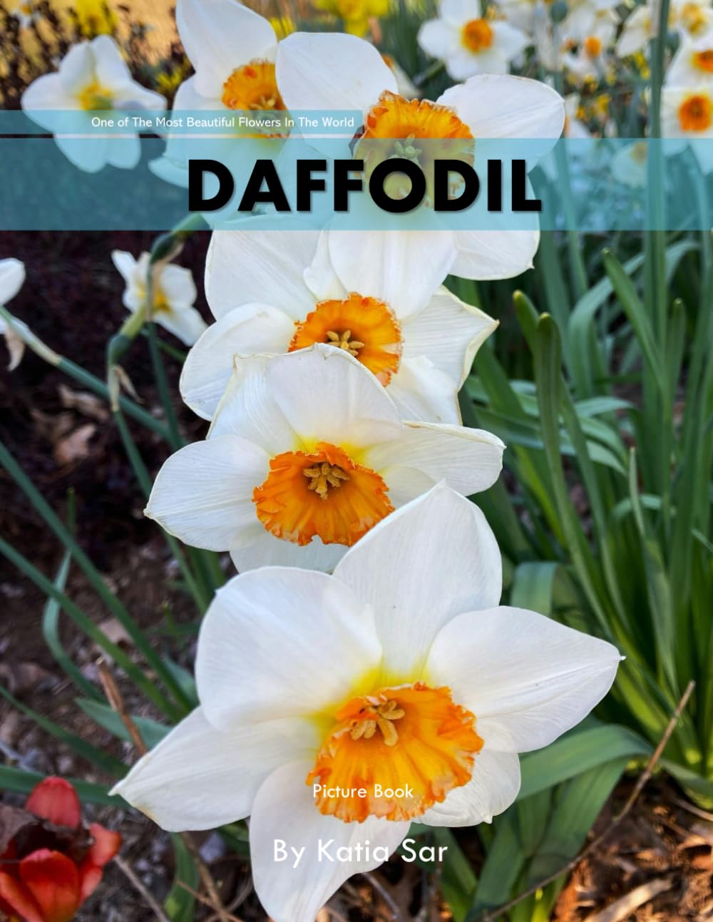 Daffodil: A perfect Coffee Table Picture Book - For Flower Enthusiasts and Gardeners .