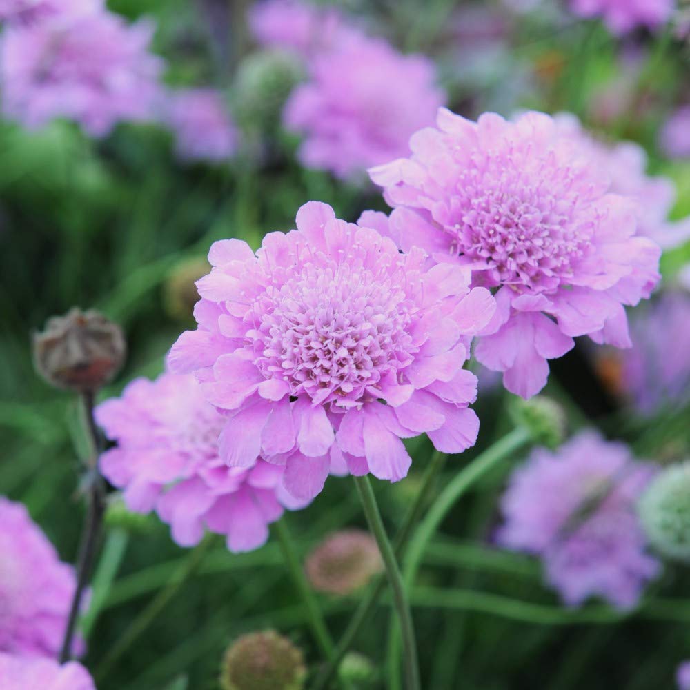 Scabious 'Kudos Pink' Hardy Garden Plants, Summer Flowering Perennial, Attracts Bees and Butterflies, Gardens and Patios, Easy to Grow, 10 x Scabious Kudos Pink Plug Plants by Thompson & Morgan (10)