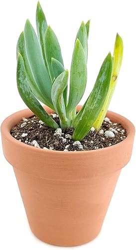 Miniatura 4 de Senecio Blue Chalk Sticks Senecio Serpens Succulent (2 pulgadas) - Senecio Serpens - Senecio mandraliscae a la venta - Plantas suculentas vivas,