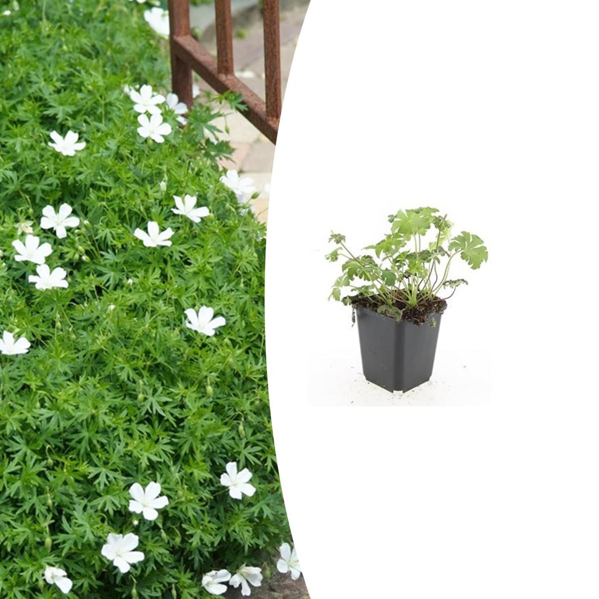 Geranium sang. Album lot de 24 plantes de jardin 10-25cm en pot de 9cm