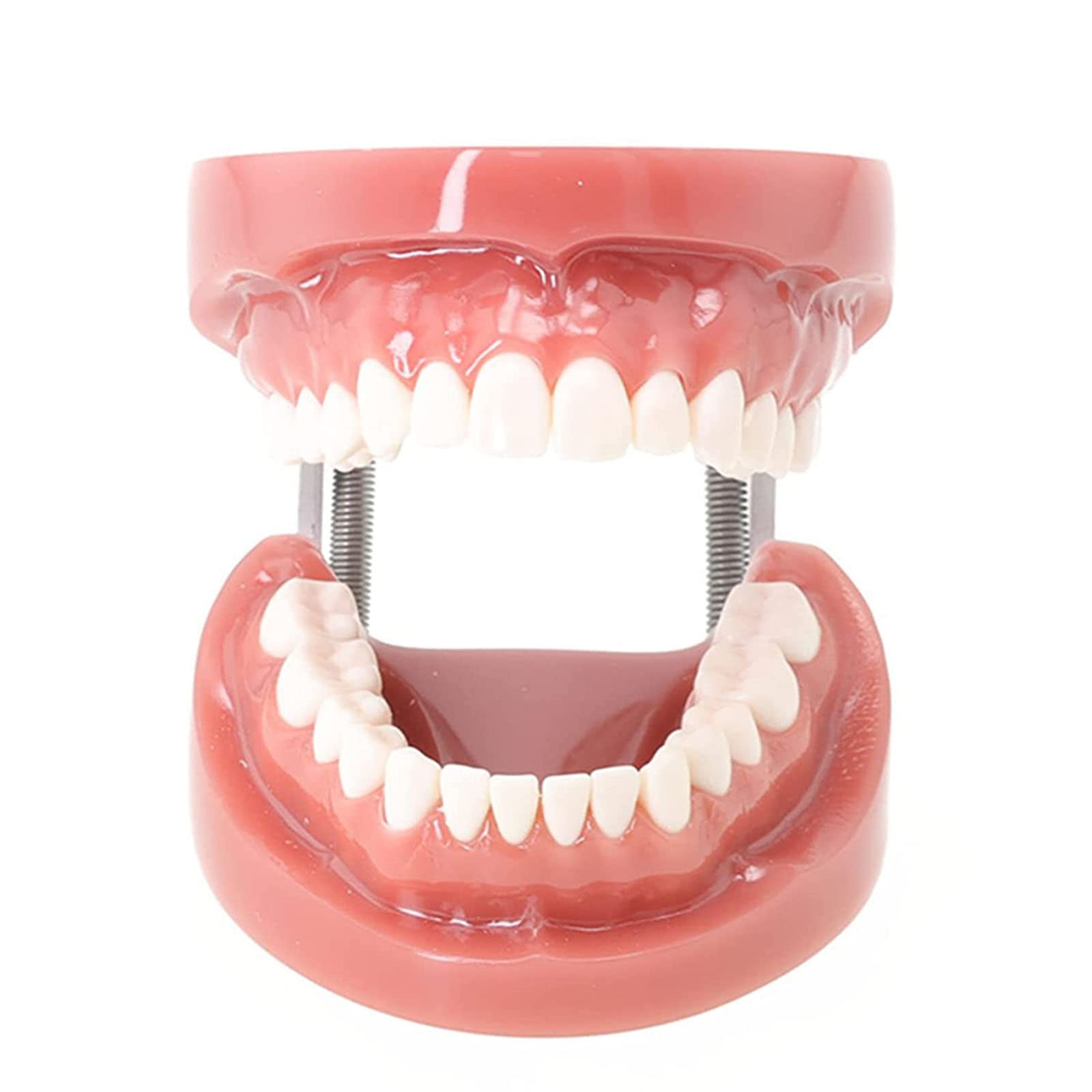 Modèles et Moyens d'enseignement Médical，Squelette Anatomique， Modèle de Dents Modèle de dent Dentaire pour Enfant avec 28 Dents Amovibles et gencives Souples M