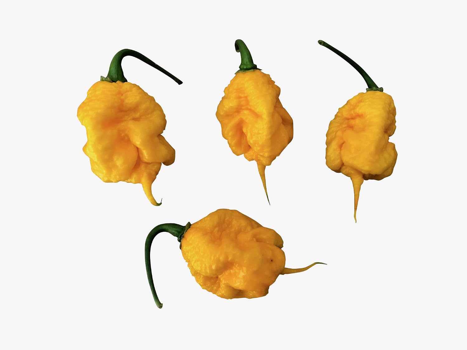 Carolina Reaper Yellow 10 Seeds Ultra Hot Type