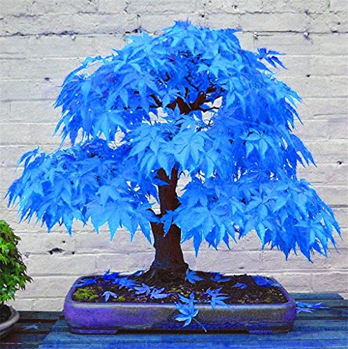 20 pezzi di semi di albero di acero blu:seeds
