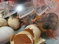 Review Image by Delafere Delafere