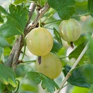 Thompson & Morgan Gooseberry Hardy Garden Plants, Fruit Bush Ideal for Kitchen Gardens & Allotments, High Yielding with Tasty Edible Fruit (1 x Gooseberry Invicta Bare Root Plants)