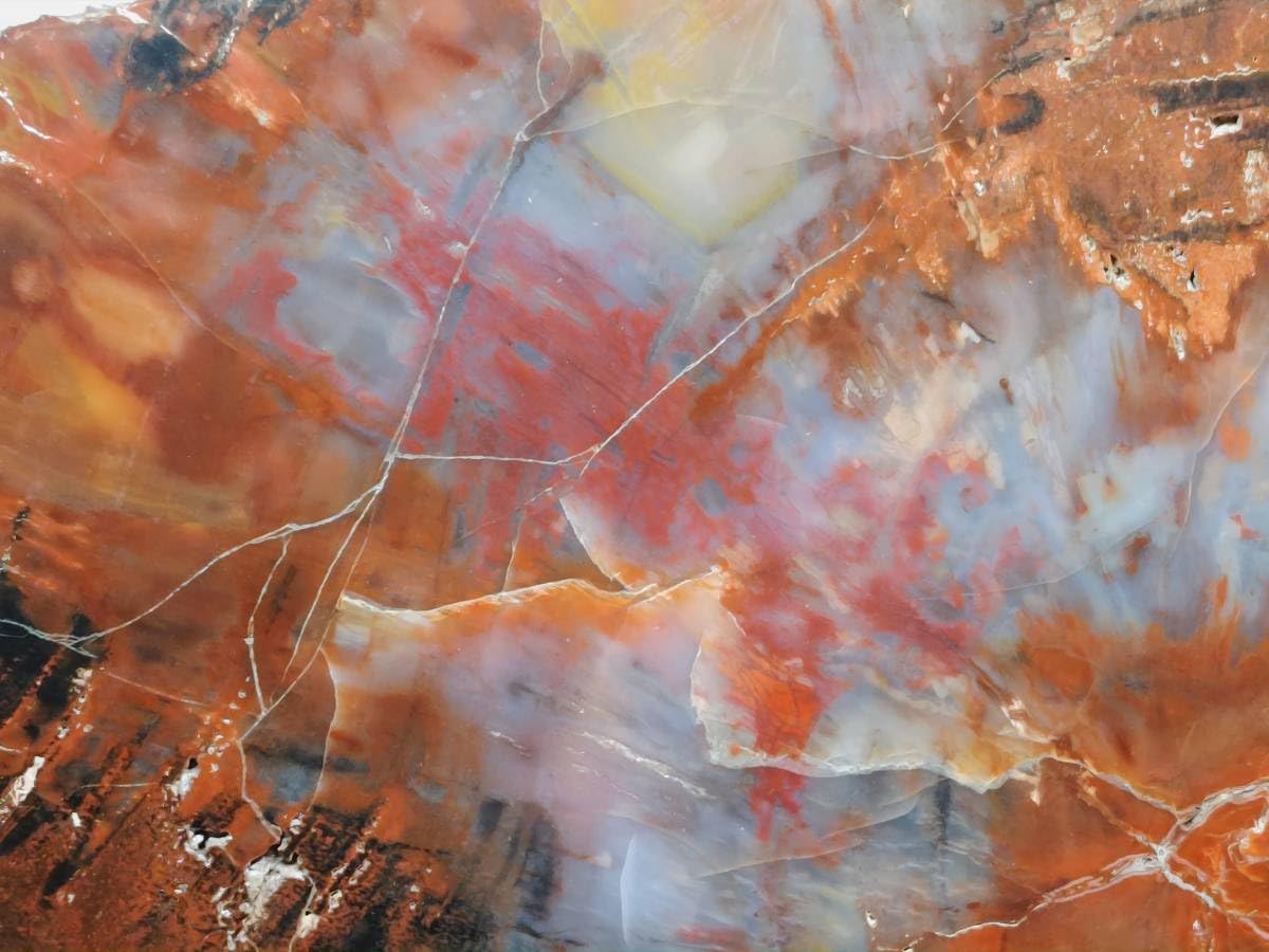 Amazon.co.jp: 【アリゾナ16.6kg】アリゾナ珪化木ジャスパー化石原石