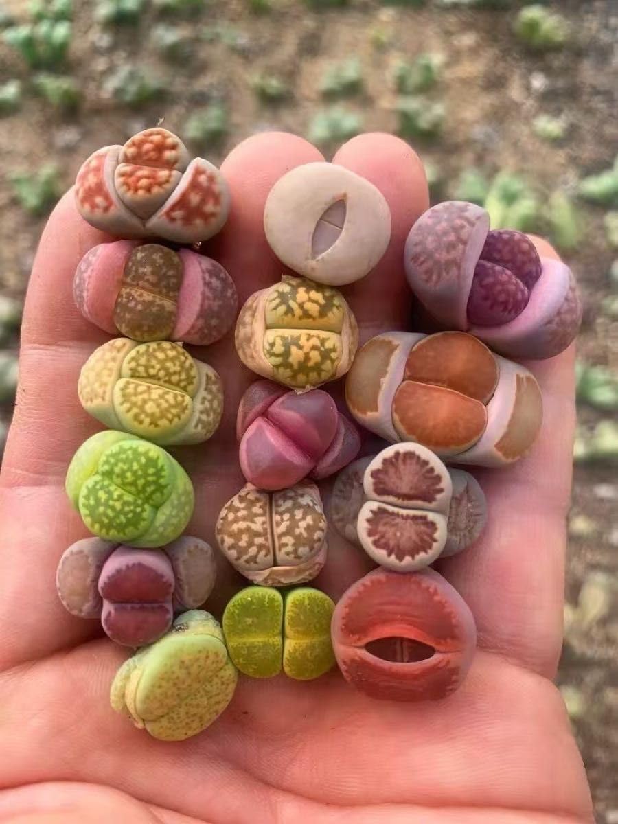 SALE 多肉植物 リトープス カラフル 10玉 大玉 1.7-2cm 抜き苗 大観玉