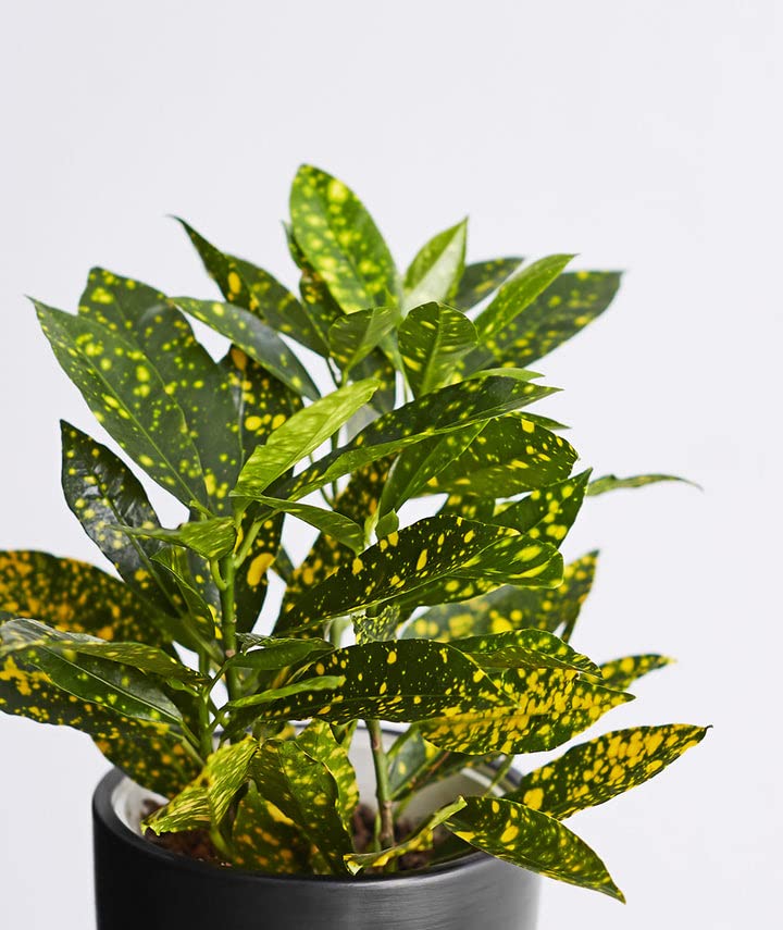 See full amazon price history chart for LITTLE JUNGLE Banana croton- Healthy Live Plant with White Pot, Air Purifying Plants,Indoor Plants for Living Room, Gifting, Bedroom, Garden, Balcony Plants, Best Home Décor Office Desk LITTLE JUNGLE Banana croton- Healthy Live Plant with White Pot, Air Purifying Plants,Indoor Plants for Living Room, Gifting, Bedroom, Garden, Balcony Plants, Best Home Décor Office Desk (B0BRL6XRH8) Amazon Price History, Amazon Price Tracker